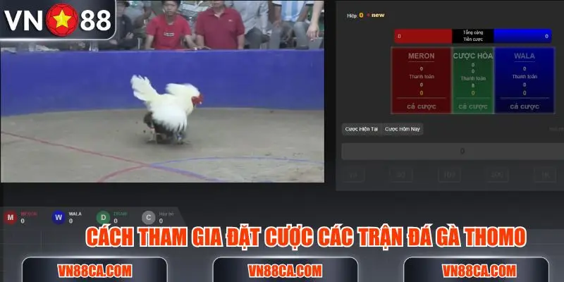 Cách tham gia đặt cược đấu gà Thomo đơn giản tại trang VN88