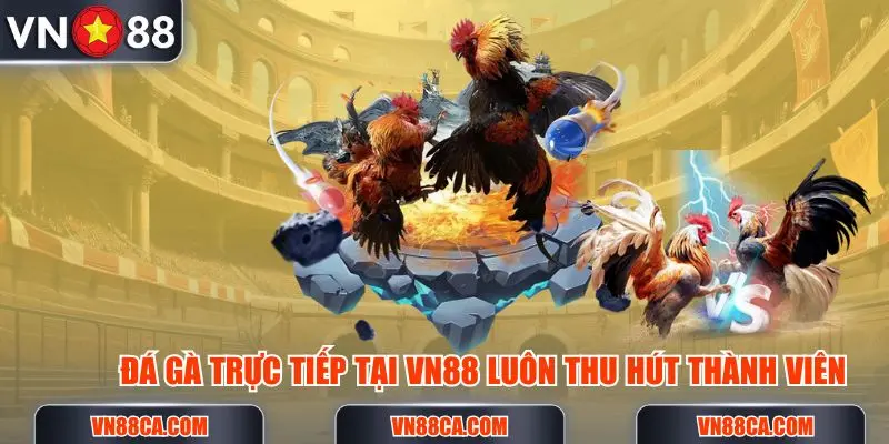 Đá gà trực tiếp VN88 luôn luôn hút khách bởi ưu thế của nó