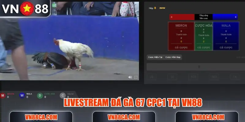 Livestream đá gà 67 tại nền tảng nhà cái VN88